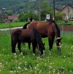 L'Art à Cheval, Arthaz-Pont-Notre-Dame - Horaires d'ouverture