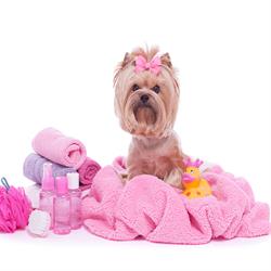 Salon de toilettage Elidog, Valmont - Horaires d'ouverture