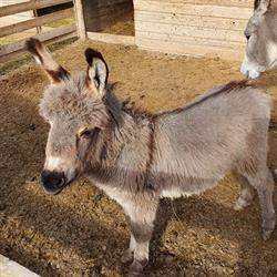 Ferme animalière d'Auriol, - Horaires d'ouverture