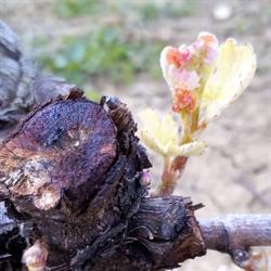 DOMAINE DE L’ARTHUIS, Reuilly - Horaires d'ouverture