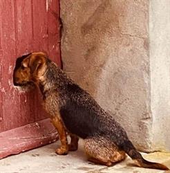 Clinique Veterinaire Du Cassieu, Castelnaudary - Horaires d'ouverture