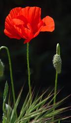 Pharmacie des Coquelicots, Pontault-Combault - Horaires d'ouverture