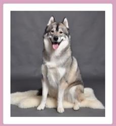 AMOUR CANIN ,centre de formation, Harnes - Horaires d'ouverture