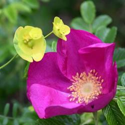 Le Jardin Des Rigonneries, Saint-Hilaire-de-Riez - Horaires d'ouverture