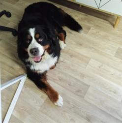 Zen Dog, Illzach - Horaires d'ouverture