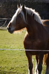 Les Ecuries Du Poney Fringant, Balma - Horaires d'ouverture