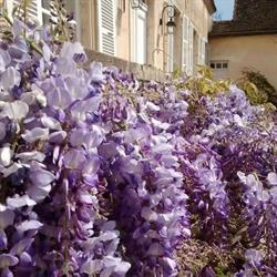 gite Les Buissonnets, Fontaines - Horaires d'ouverture