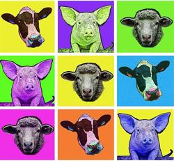 Hapi Viande, Saintes - Horaires d'ouverture