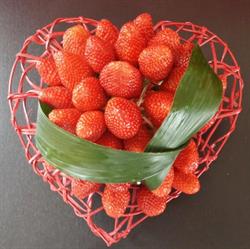 Fraise de Toi Earl, Plougastel-Daoulas - Horaires d'ouverture