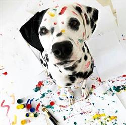 Doggywood, Beaucaire - Horaires d'ouverture
