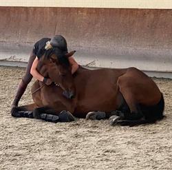 Horse Club, Auchy-lez-Orchies - Horaires d'ouverture