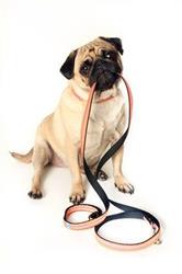 Ecole et centre de formation canin du grand sud, Espondeilhan - Horaires d'ouverture