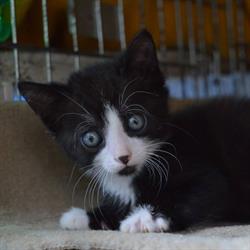 Association de Protection des Chats Abandonnés, La Tremblade - Horaires d'ouverture