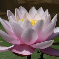 AMT vipassana, Champmillon - Horaires d'ouverture