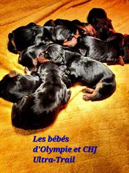 Elevage Canin du Ségala - Pierre Griffeuille, Rieupeyroux - Horaires d'ouverture