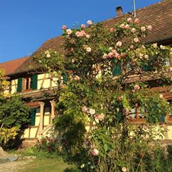 Au Tulipier Du Ried, Hipsheim - Horaires d'ouverture