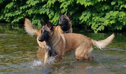 Berger Belge Malinois & Tervueren de l'Elevage du Champ des Merles, Voreppe - Horaires d'ouverture