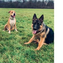 Education Formation Pension Canine les 2 Complices Bas Rhin Alsace, Drusenheim - Horaires d'ouverture