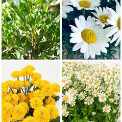 Eden fleurs, Bennwihr - Horaires d'ouverture