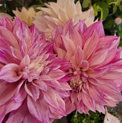 Au Jardin d'Eglantine, Yerres - Horaires d'ouverture