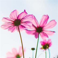 LE Marche AUX Fleurs, Noyon - Horaires d'ouverture