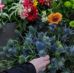 Z'N Fleurs, Parthenay - Horaires d'ouverture