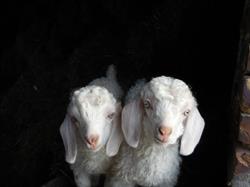 La Bouquetière Elevage de chèvres Angora - Laine Mohair, Saint-Ange-et-Torçay - Horaires d'ouverture