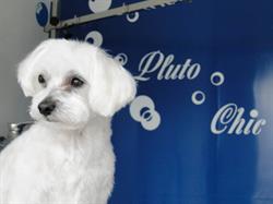 PLUTO CHIC toilettage pour chiens à Migennes, - Horaires d'ouverture