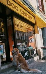 Dog Center, Gaillac - Horaires d'ouverture