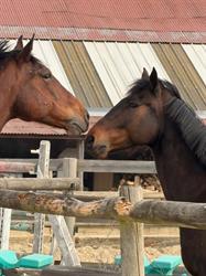 Equideal, Coulommiers - Horaires d'ouverture