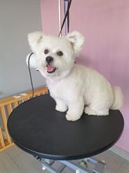 Salon de toilettage New Dog, Dijon - Horaires d'ouverture