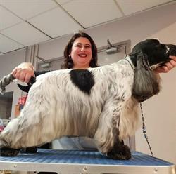 beauté canine toilettage, Ollioules - Horaires d'ouverture