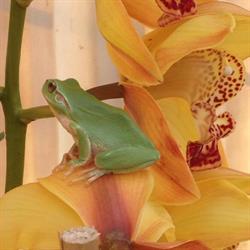 La Serre aux Orchidées, JACQ Orchidees. Ollioules, 0494410401., - Horaires d'ouverture