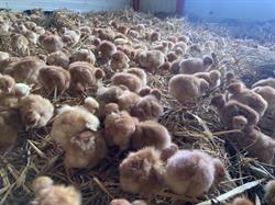 Ferme de Chantecaille - permaculture et agroécologie en Limousin, Eyjeaux - Horaires d'ouverture