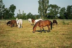 Poney Club de Sardieu, - Horaires d'ouverture