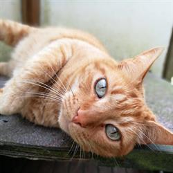 Pension pour chats Au relais chat'ô, Fay-les-Étangs - Horaires d'ouverture