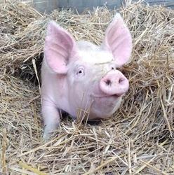 Ferme sur la Tour, Ambronay - Horaires d'ouverture