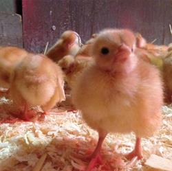 Les poulet'tes en goguette, Ploudaniel - Horaires d'ouverture