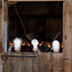 La Ferme du Perron, Saint-Alban-de-Montbel - Horaires d'ouverture