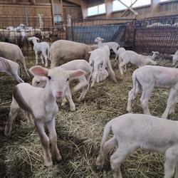 La ferme du bout, Fougerolles - Horaires d'ouverture