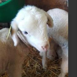 JB Distribution Animale, Maruéjols-lès-Gardon - Horaires d'ouverture