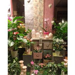 Cache-pot, Domfront-en-Champagne - Horaires d'ouverture
