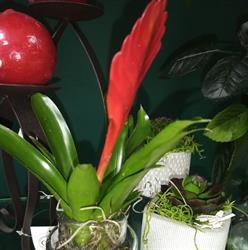 Fleurs Amarilys, Monein - Horaires d'ouverture