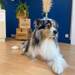 Ambiance Canine, Ambert - Horaires d'ouverture