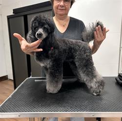 Naturel Dog, Castelginest - Horaires d'ouverture