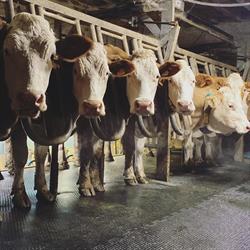 La Ferme du Pelosset, Dardilly - Horaires d'ouverture
