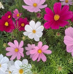Gailleton Fleurs et Plantes, Grézieu-la-Varenne - Horaires d'ouverture