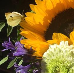 Les fleurs de Charlotte, Conches-en-Ouche - Horaires d'ouverture