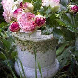 Fleurs du mene, Louargat - Horaires d'ouverture