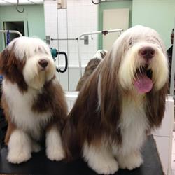 Bulles Dogs, Chelles - Horaires d'ouverture